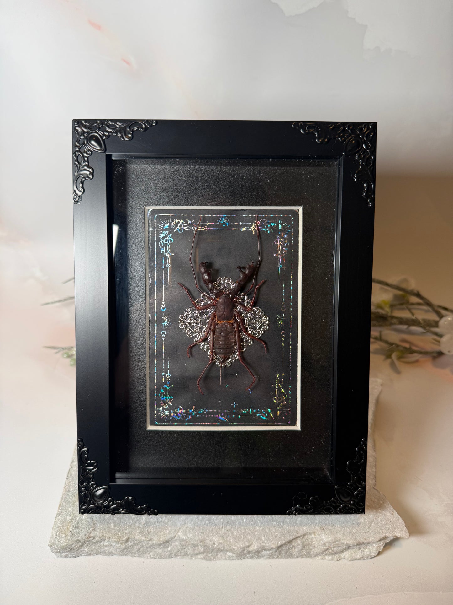 Hypoctonus Siamensis Whip Scorpion - Silver Tarot