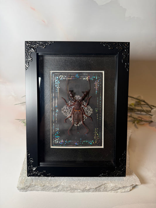Hypoctonus Siamensis Whip Scorpion - Silver Tarot