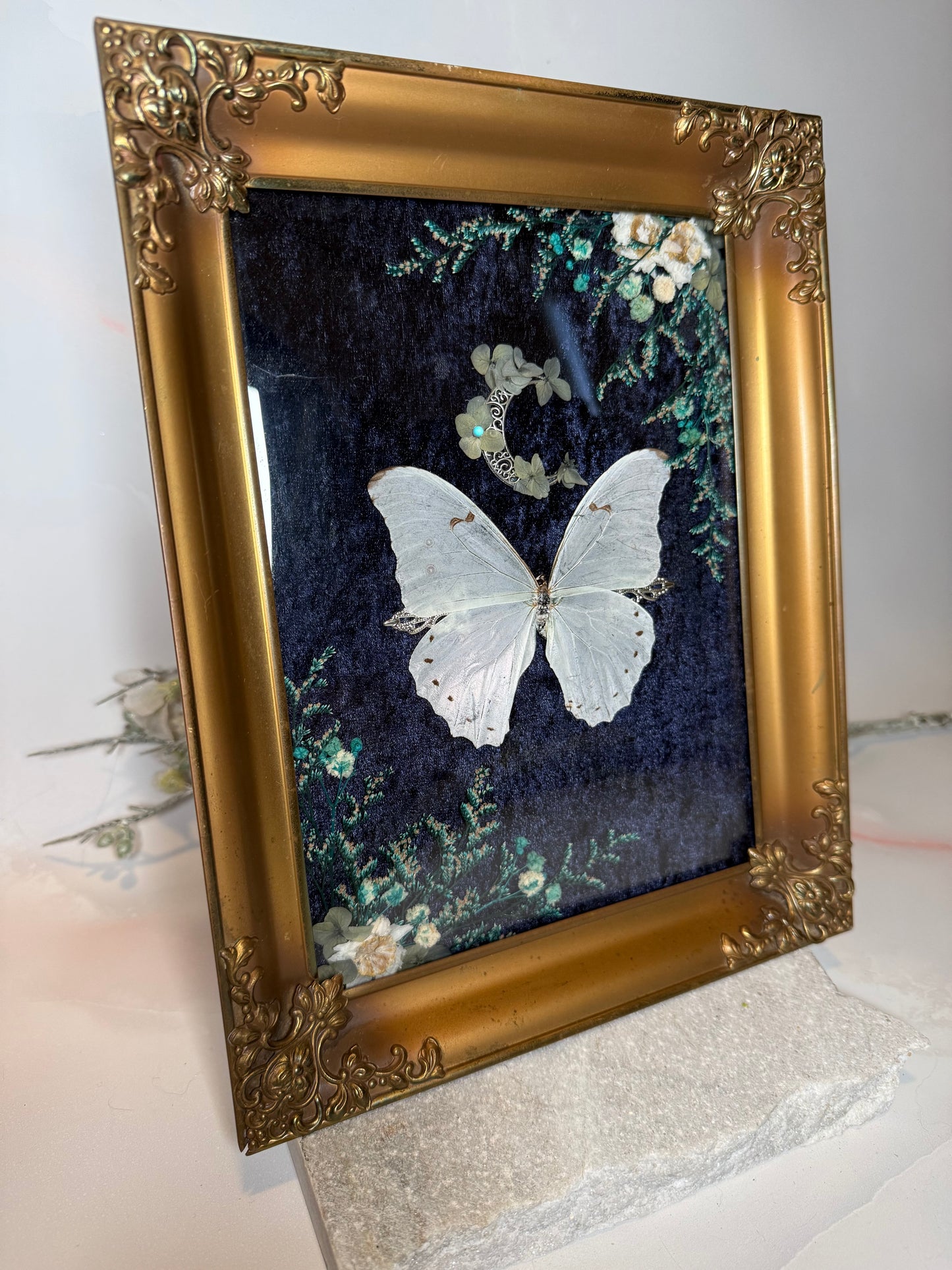 Morpho Polyphemus - Antique convex frame