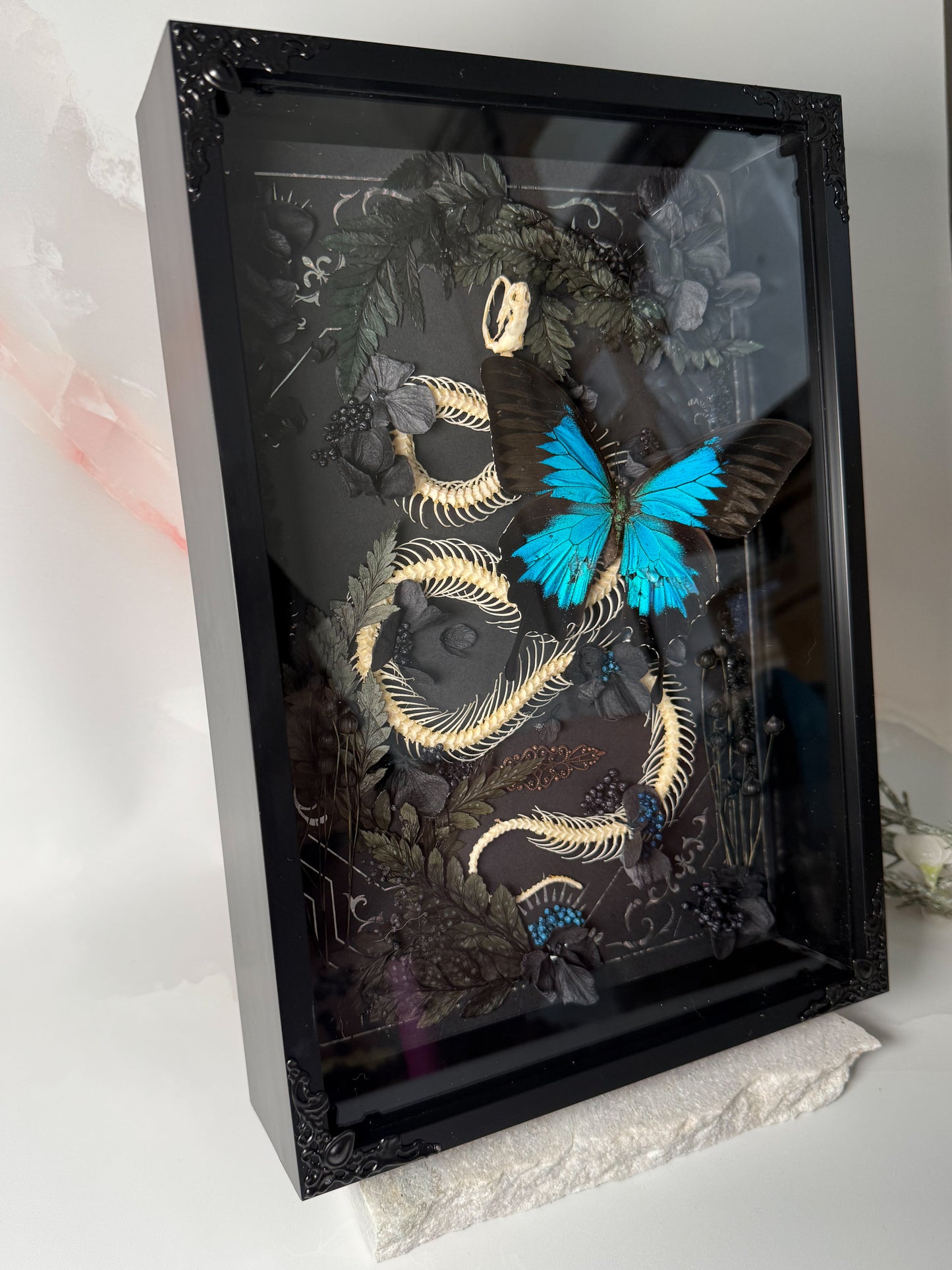 X Unicolor Snake Skeleton w/ Papilio Ulysses