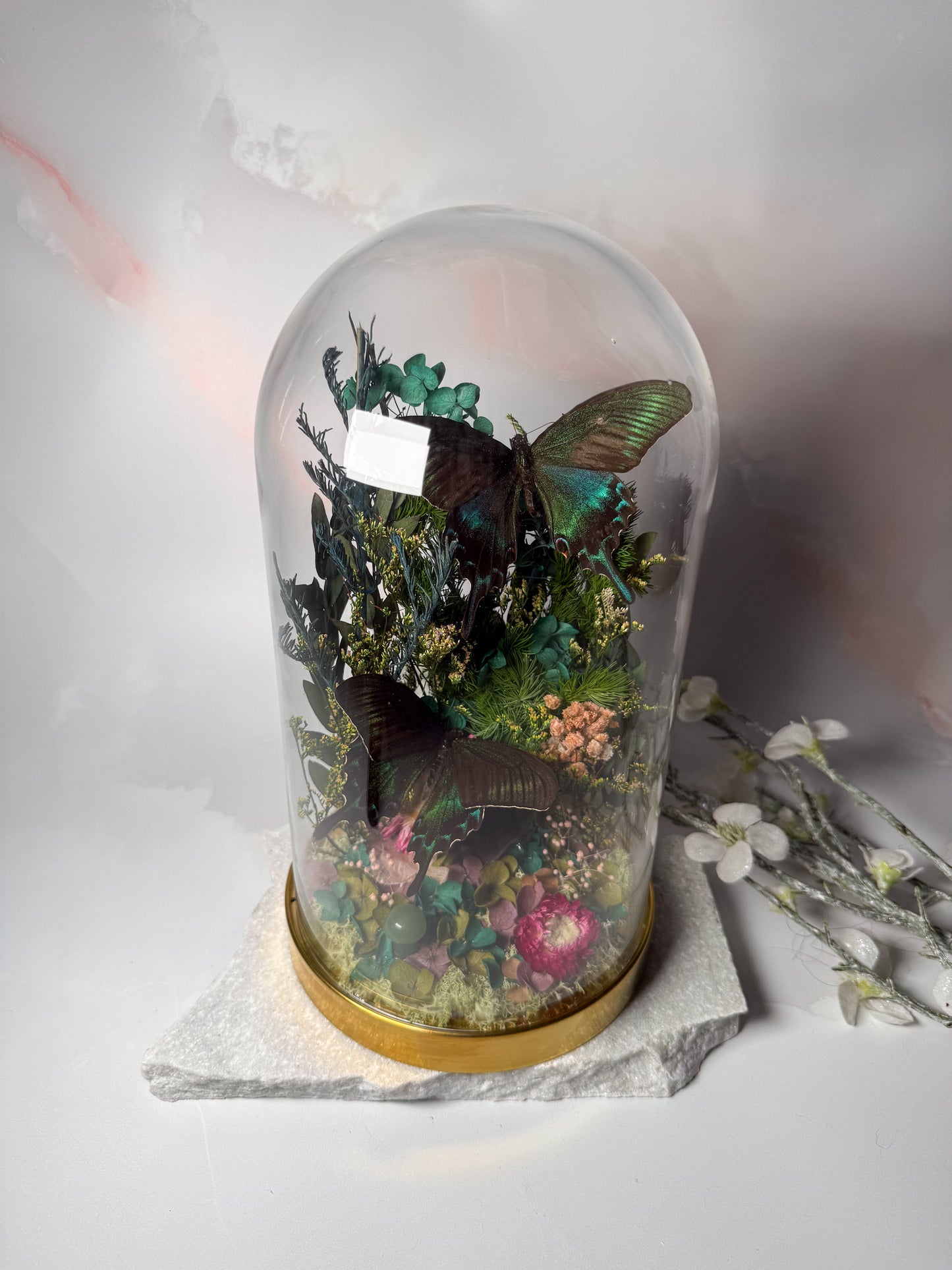 Papilio Maackii large cloche dome