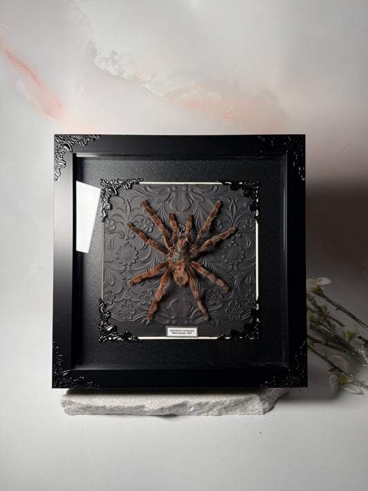 Avicularia Versicolor *RARE* Pink Toe Tarantula