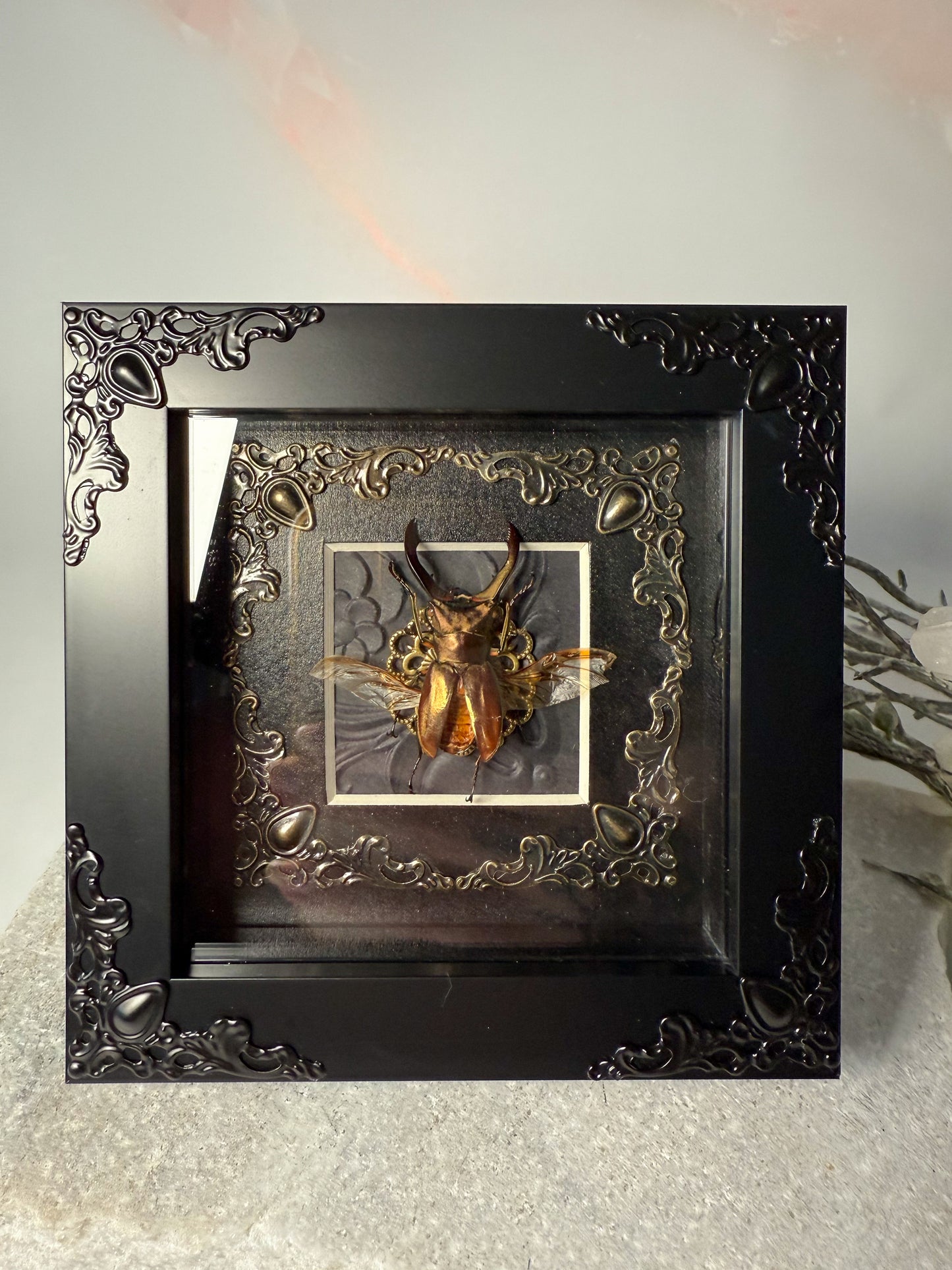 Cyclommatus Metallifer Ottani - Gold