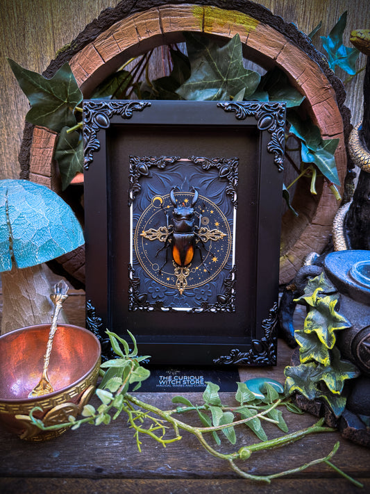 Hexarthrius parryi/The fighting giant stag beetle