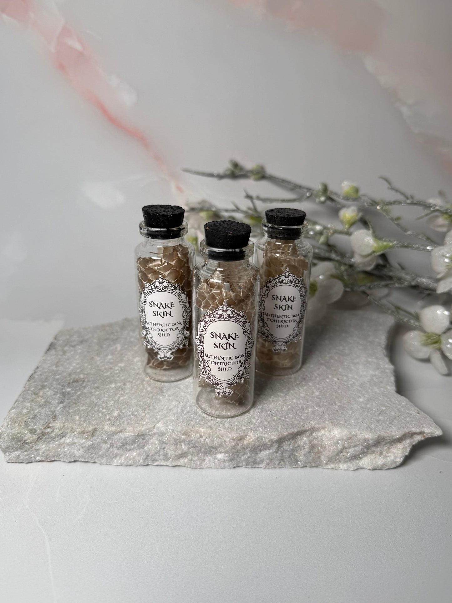 Snake Skin Jar - Boa Constrictor Skin (random)