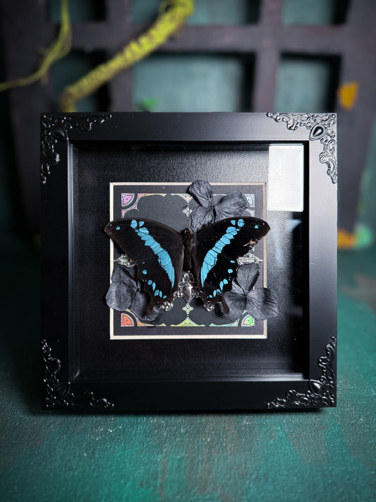 Papilio Oribazus/swallowtail butterfly - Silver Ornate