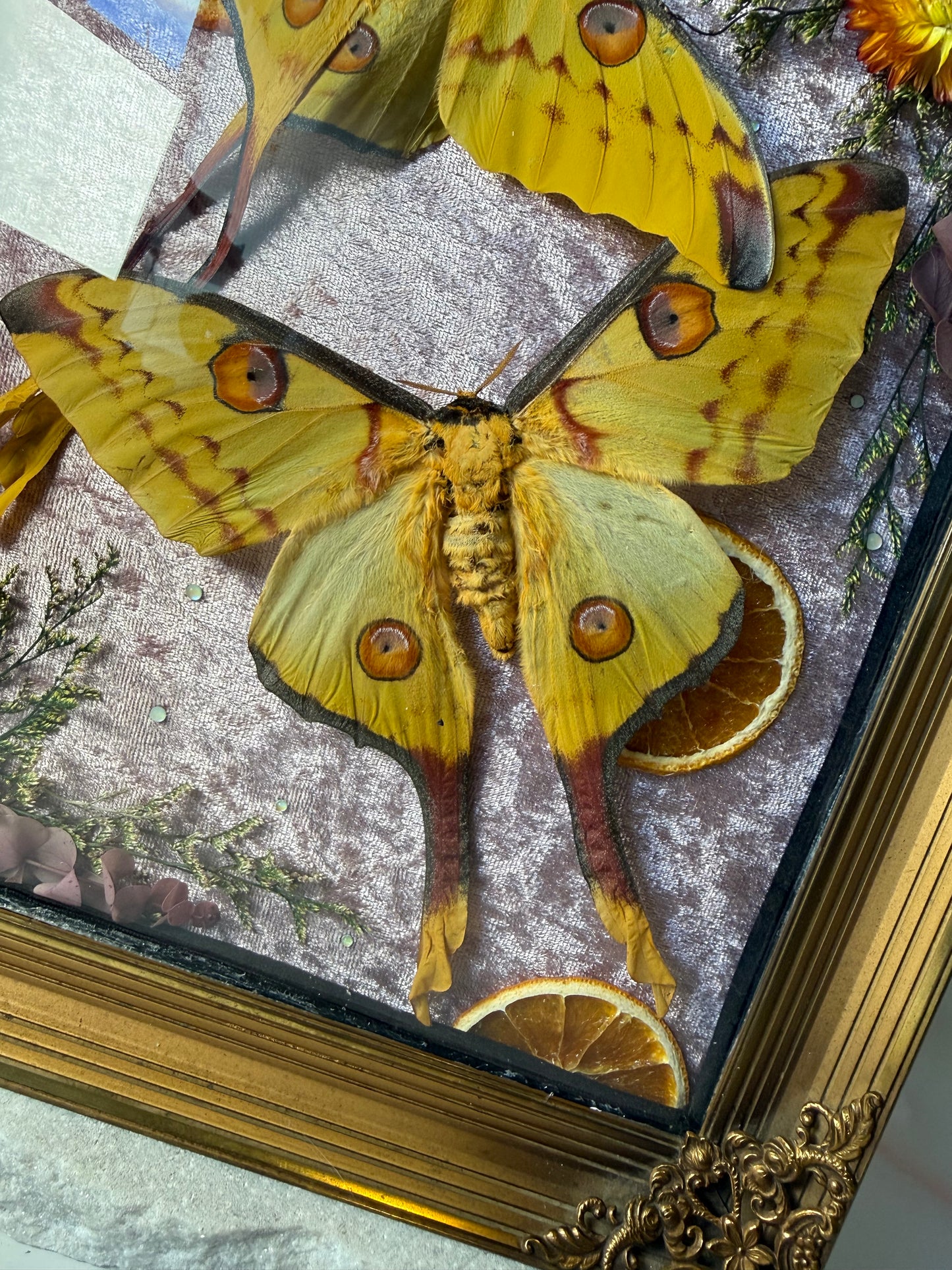 Argema Mittrei M & F pair - Antique convex frame XL