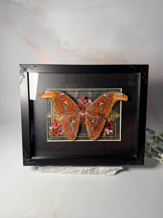 Male Attacus Atlas Moth - Gold Ornate