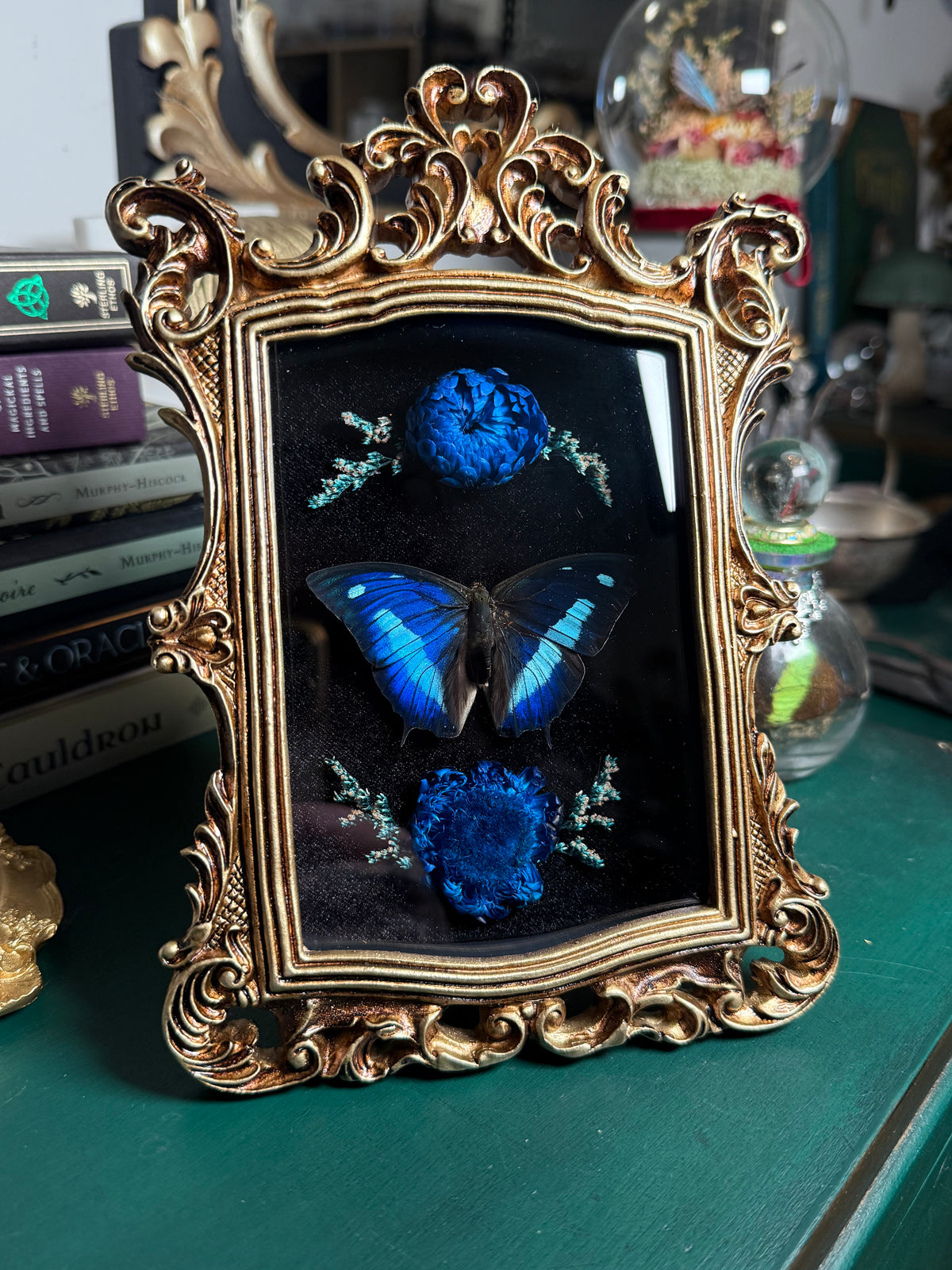 Polygrapha cyanea - Ornate Shadow box