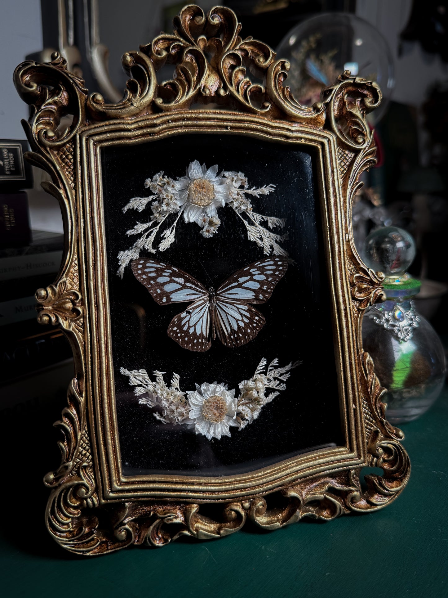 Ideopsis juventa manillana - Ornate Shadow box