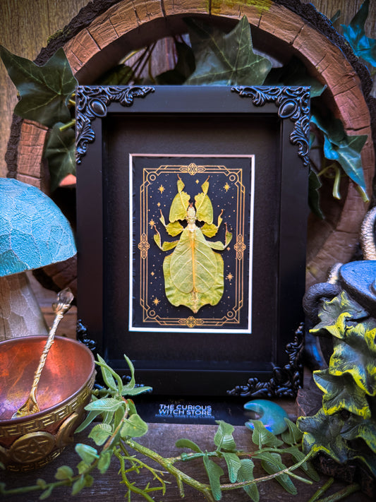 Phyllium pulchrifolium/Grays leaf insect - Tarot