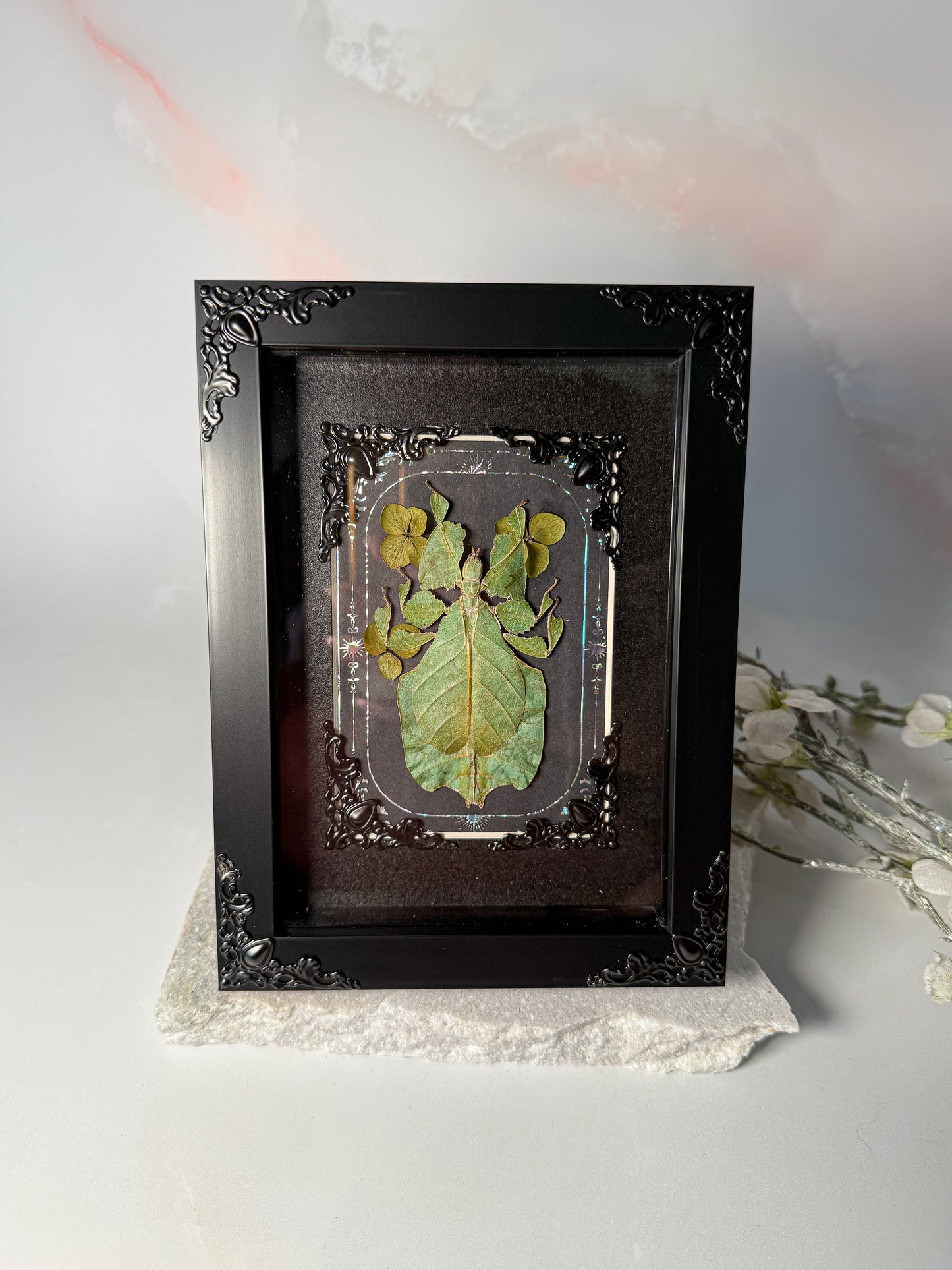 Phyllium Bioculatum - Clover