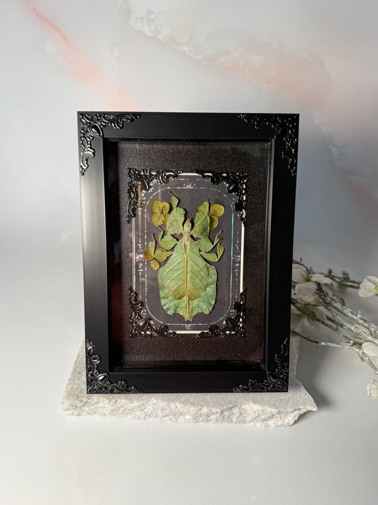 Phyllium Bioculatum - Clover