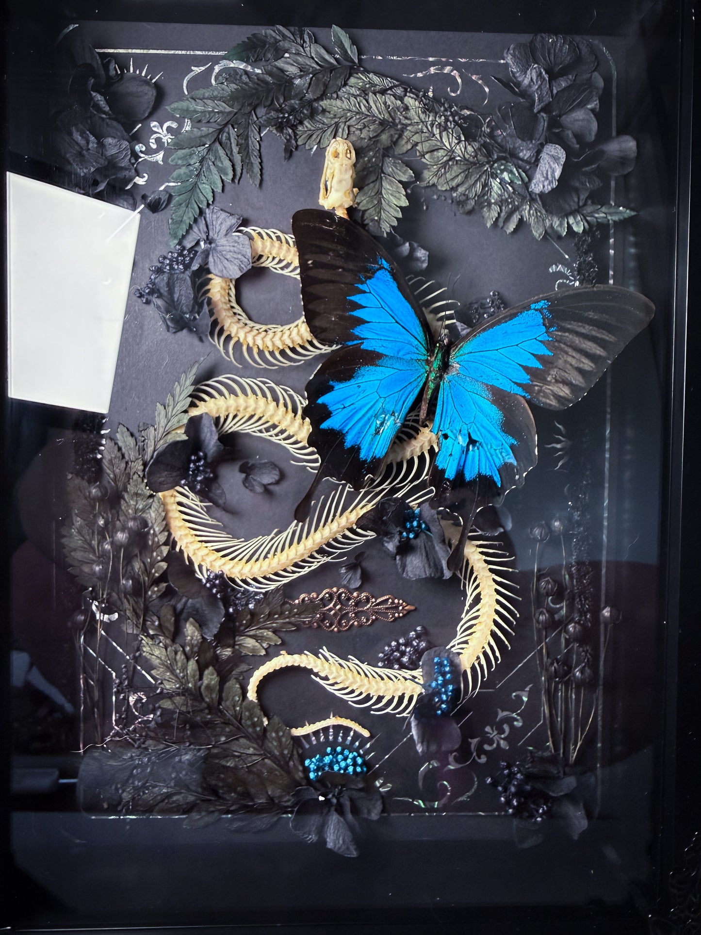 X Unicolor Snake Skeleton w/ Papilio Ulysses