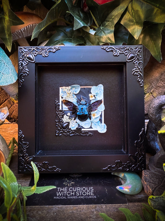 Xylocopa Caerulea / Carpenter Bee