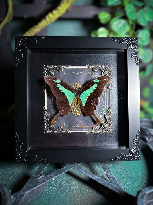 Papilio Phorcas/the apple-green swallowtail - Golden Ornate