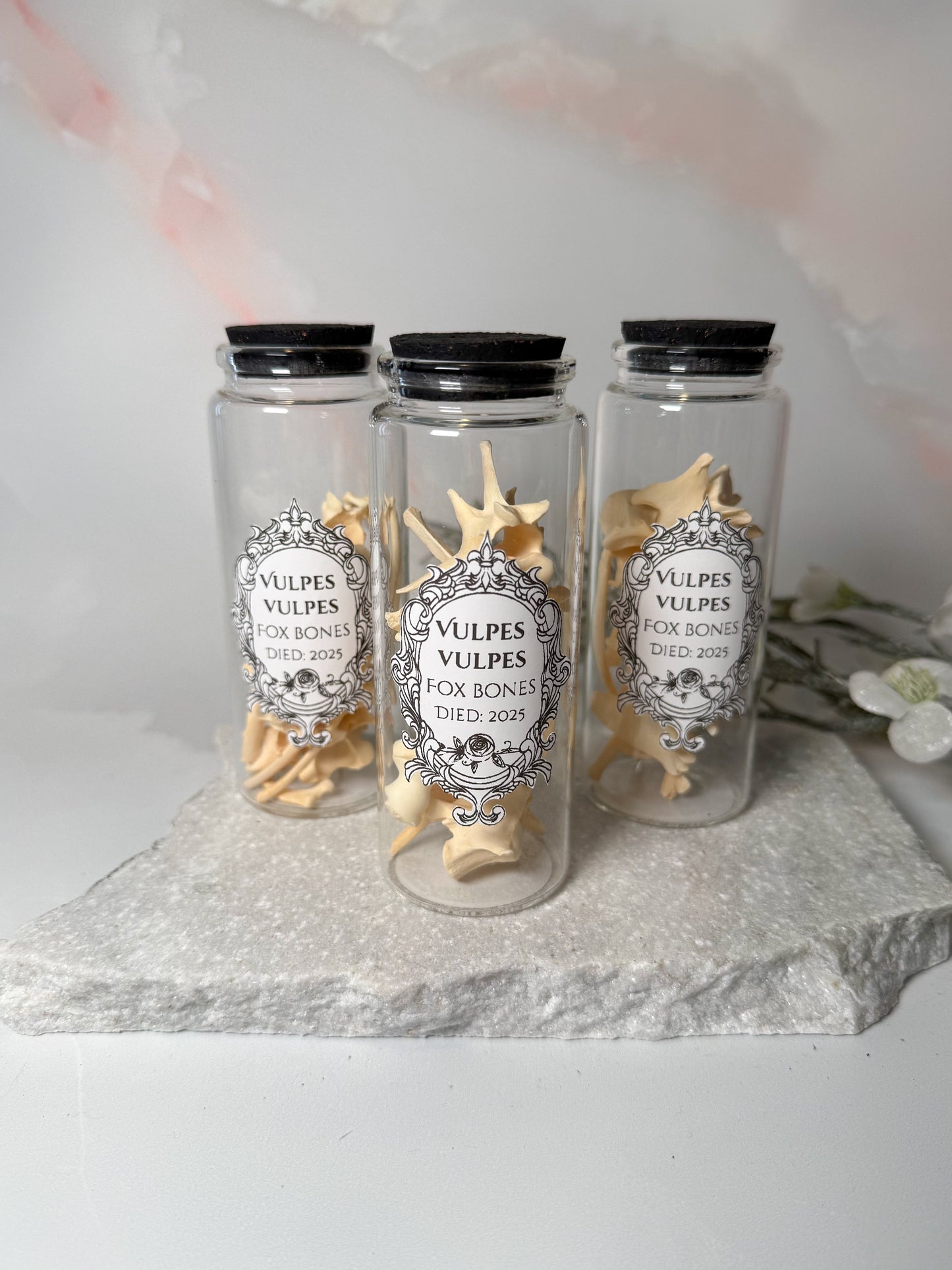 Vulpes Vulpes/ Fox Bones Oddity Jar (Random)
