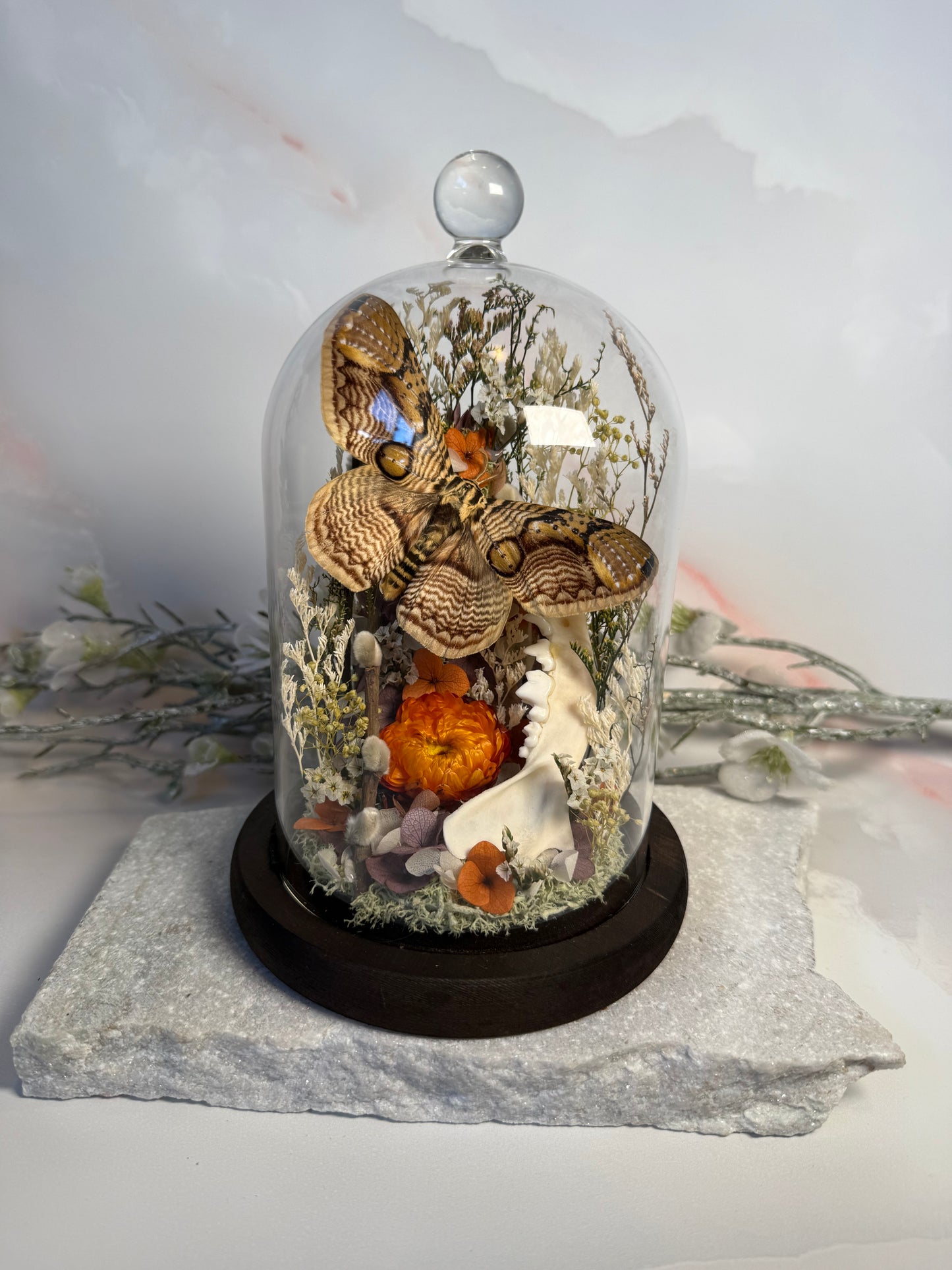 Brahmea Wallechii x Fox Jaw Cloche Dome