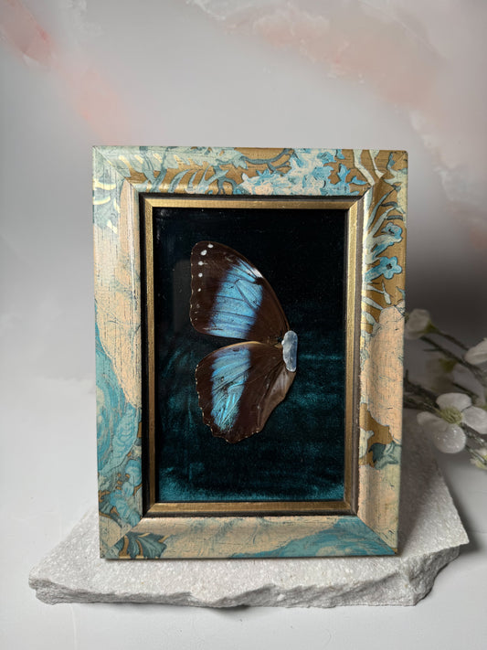 Morpho Deidamia Wing Frame