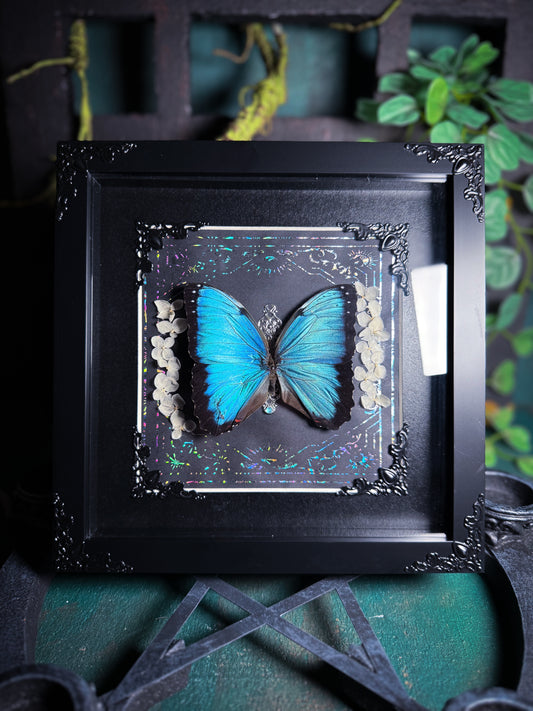 Morpho Helenor Peleides -  Royal Silver