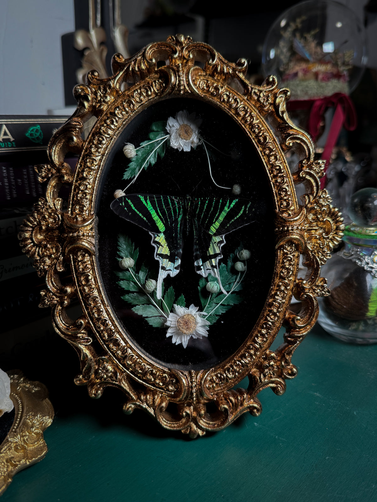 Urania leilus - Ornate Shadow box