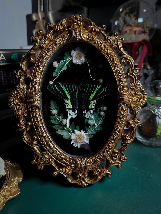Urania leilus - Ornate Shadow box