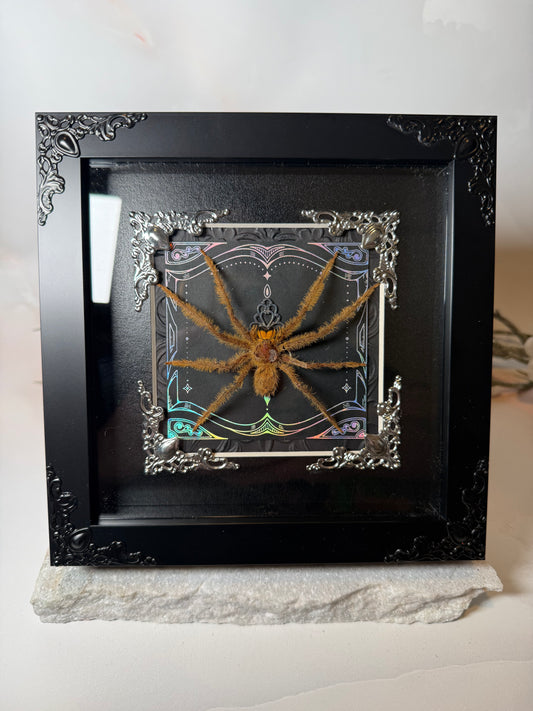 Heteropoda Sp/ Huntsman Spider- Silver