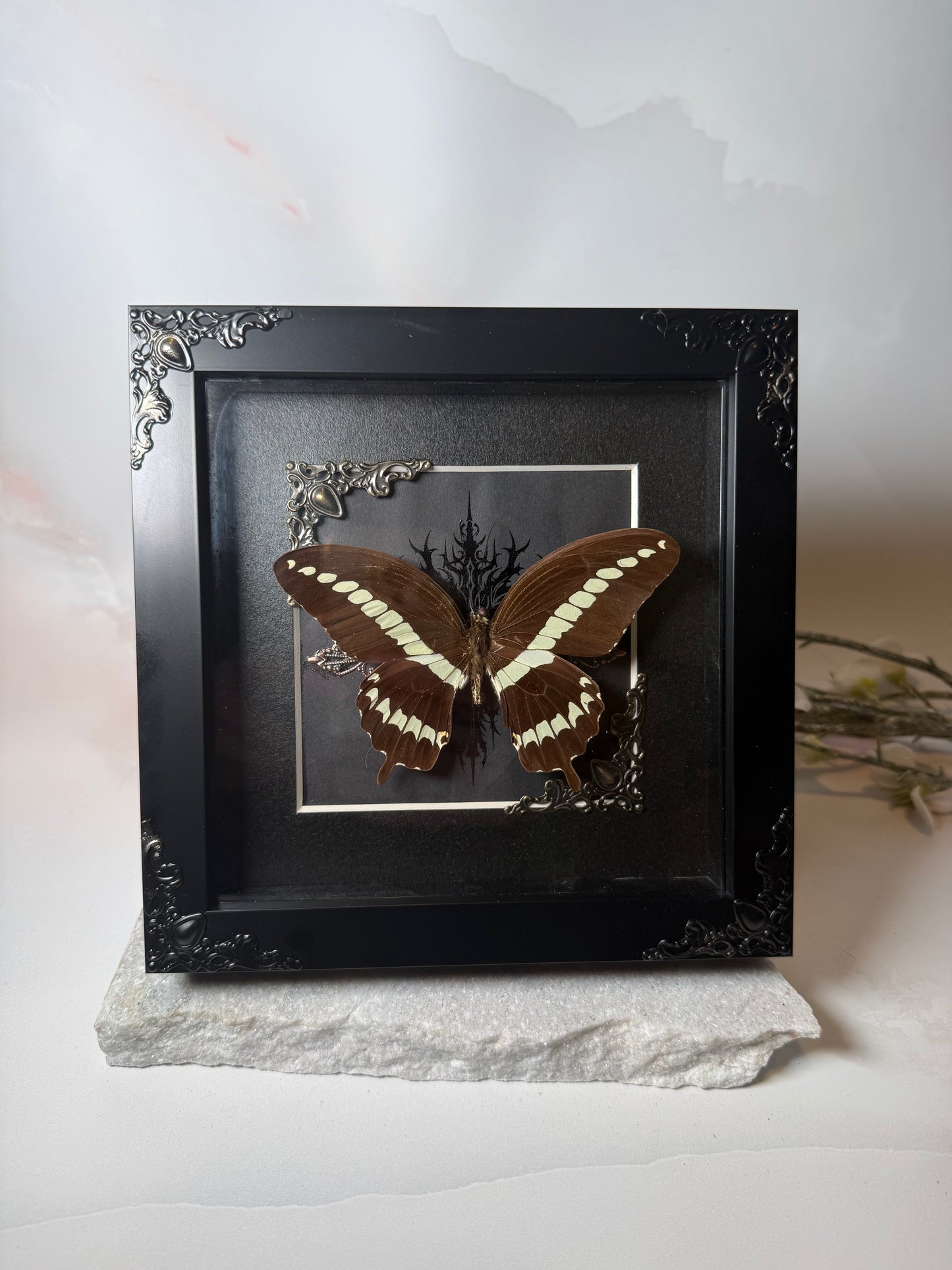 Papilio Gigon