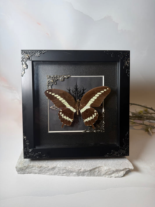 Papilio Gigon