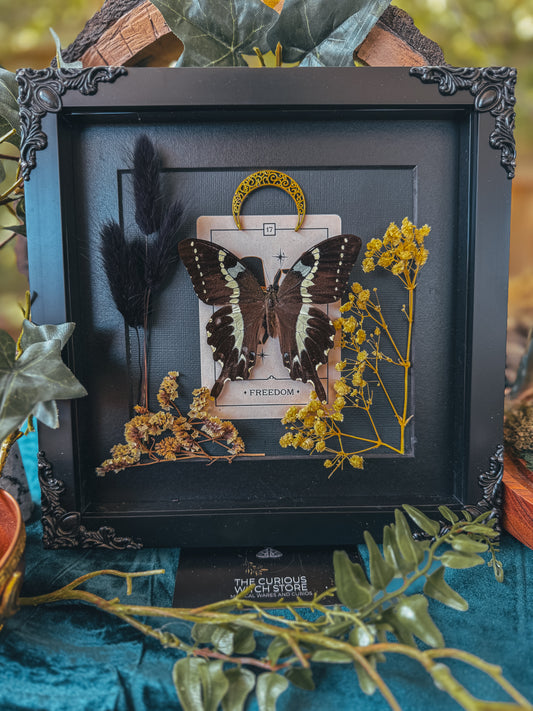 Papilio Delalandei - Freedom - The Curious Witch Store