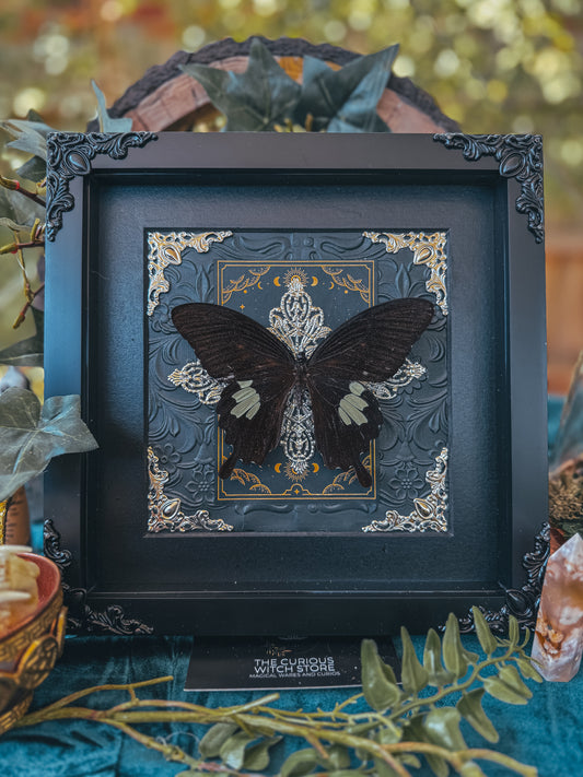 Papilio Nephalis - Oracle A - The Curious Witch Store