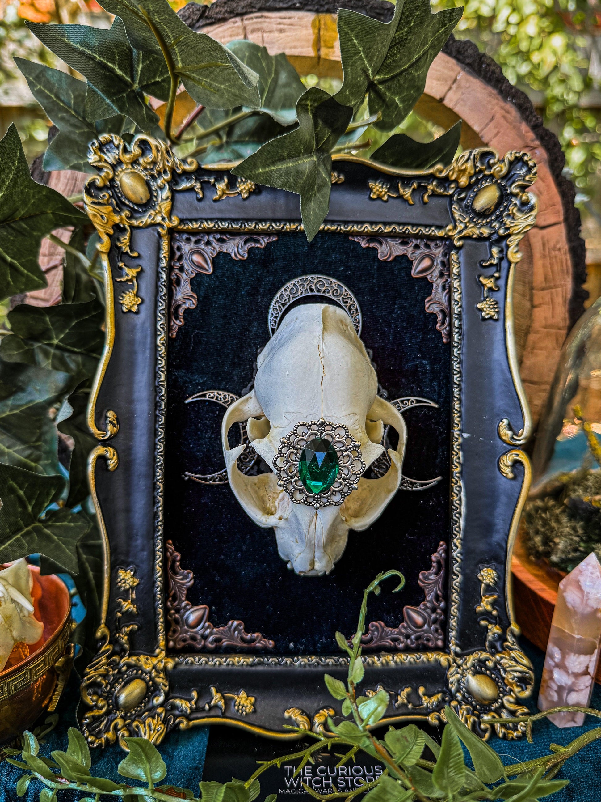 Mounted Cat Skull - Regal A - The Curious Witch Store