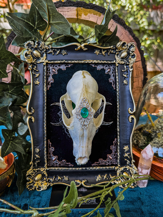 Mounted Fox Skull - Regal B
