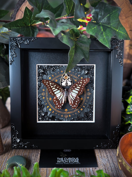 Veined Jay/Graphium Chironides - Plachette