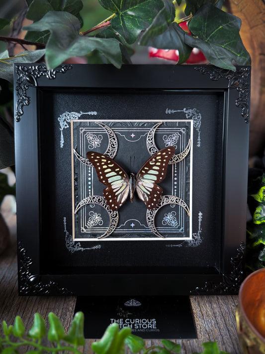 Veined Jay/Graphium Chironides - Plain