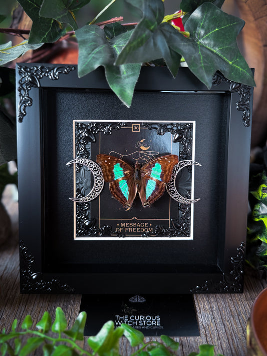 Turquoise emperor/Doxocopia Laurentia - Message Of Freedom