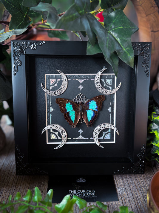Turquoise emperor/Doxocopia Laurentia - Plain
