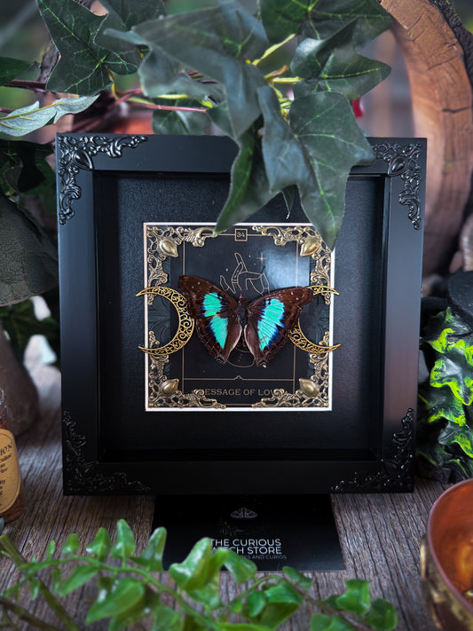 Turquoise emperor/Doxocopia Laurentia - Message Of Love
