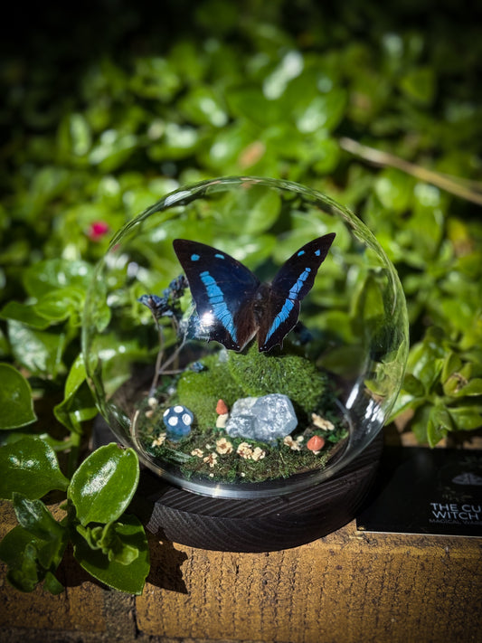 The Midnight Blue Butterfly/Polygrapha Cyanea - Dome