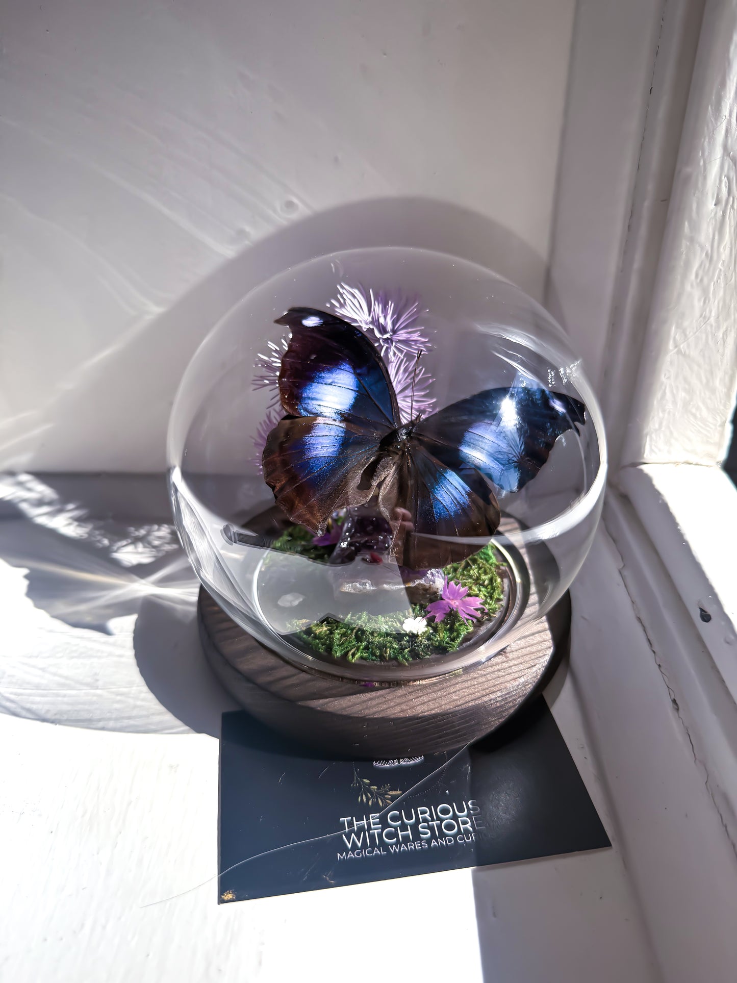 The Great Blue Hookwing/Napeocles Jucunda - Amethyst Dome