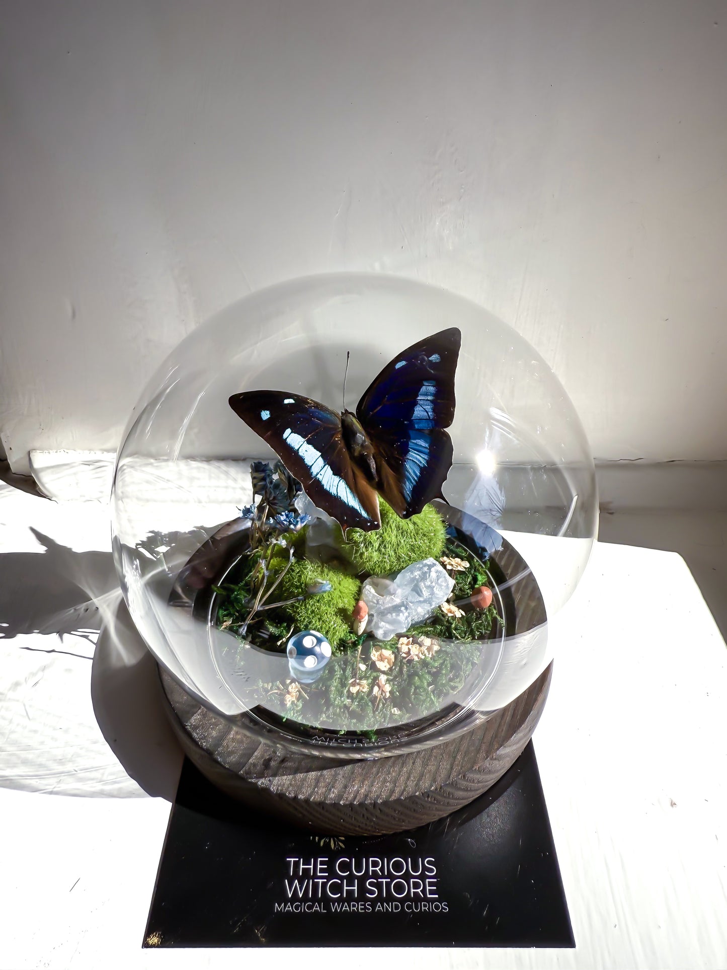 The Midnight Blue Butterfly/Polygrapha Cyanea - Dome