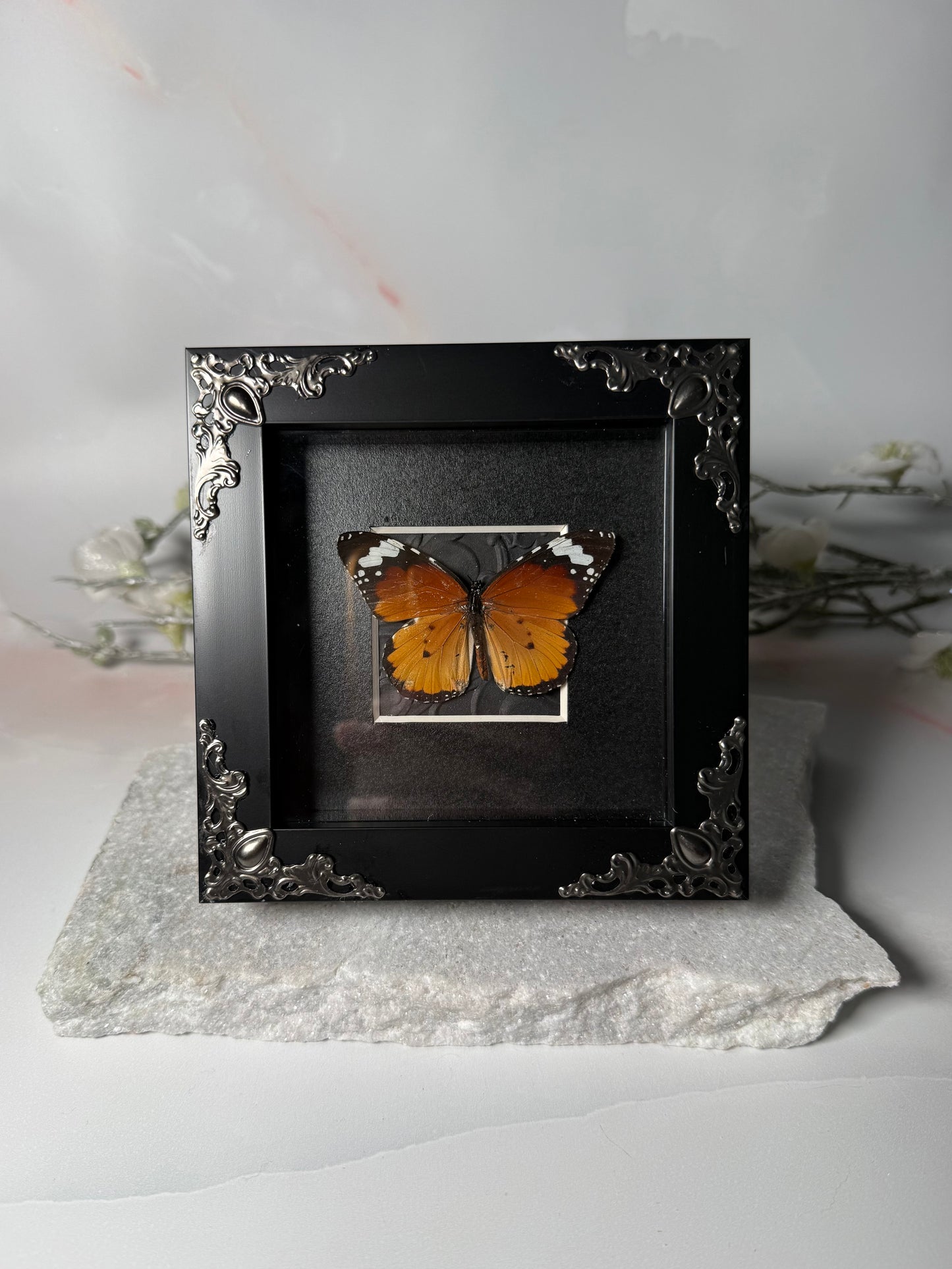 Danaus Chrysippus - the African Monarch