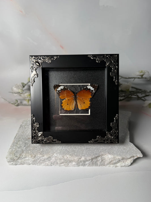 Danaus Chrysippus - the African Monarch