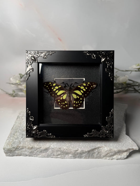 Graphium Arycles - Dark ornamental