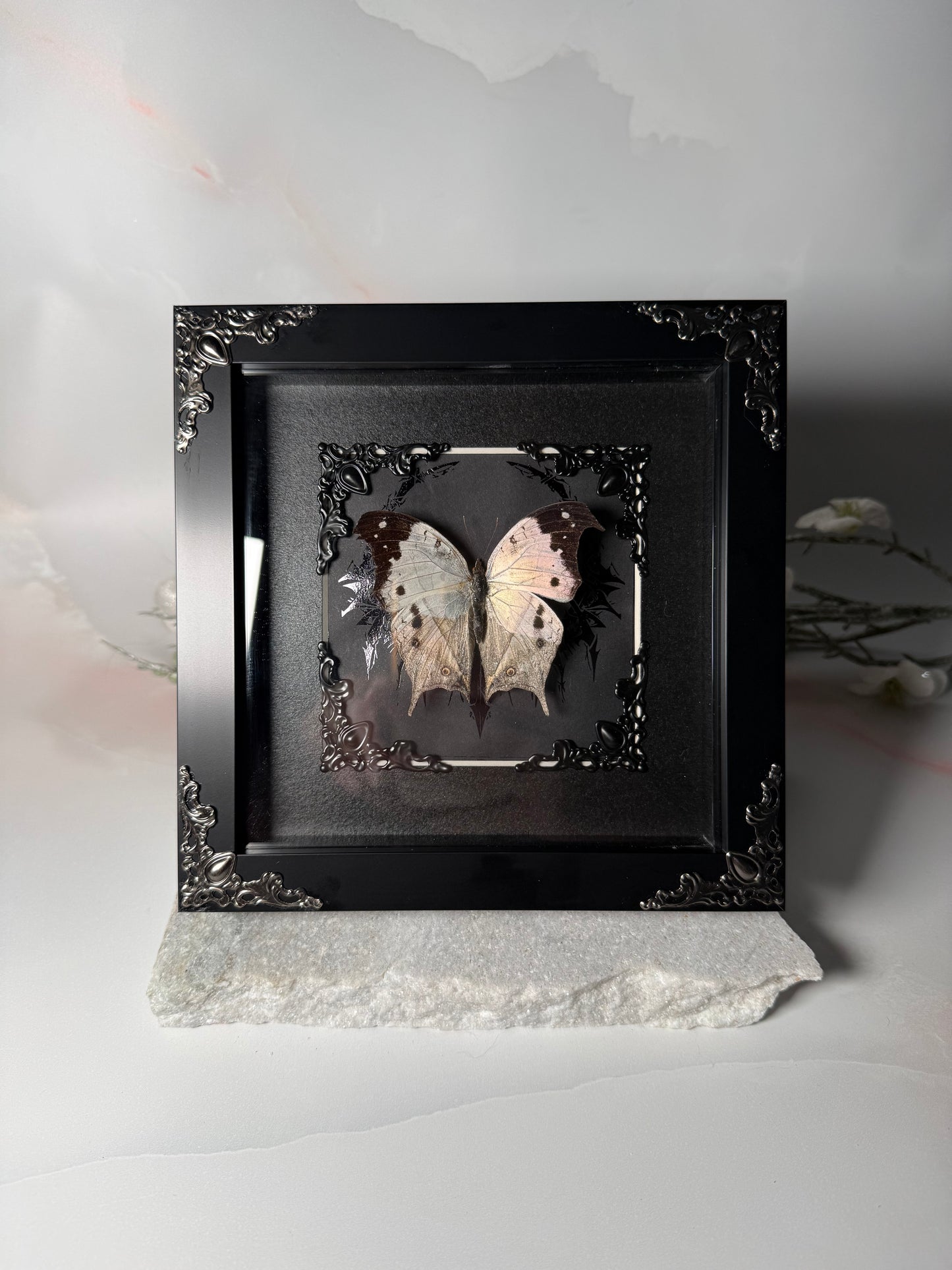 Salamis Duprei / Mother of Pearl butterfly - Dark Ornamental