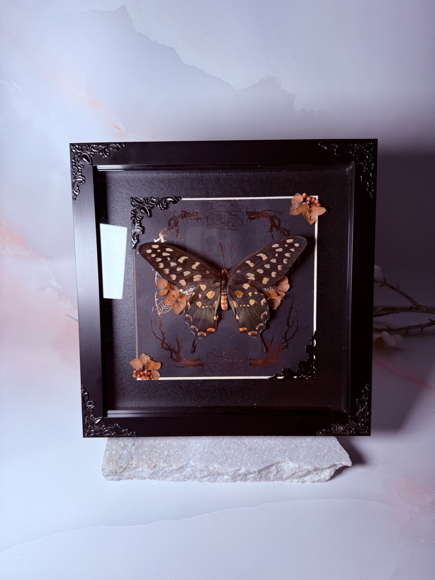 Pharmacophagus Antenor - Pink Rose