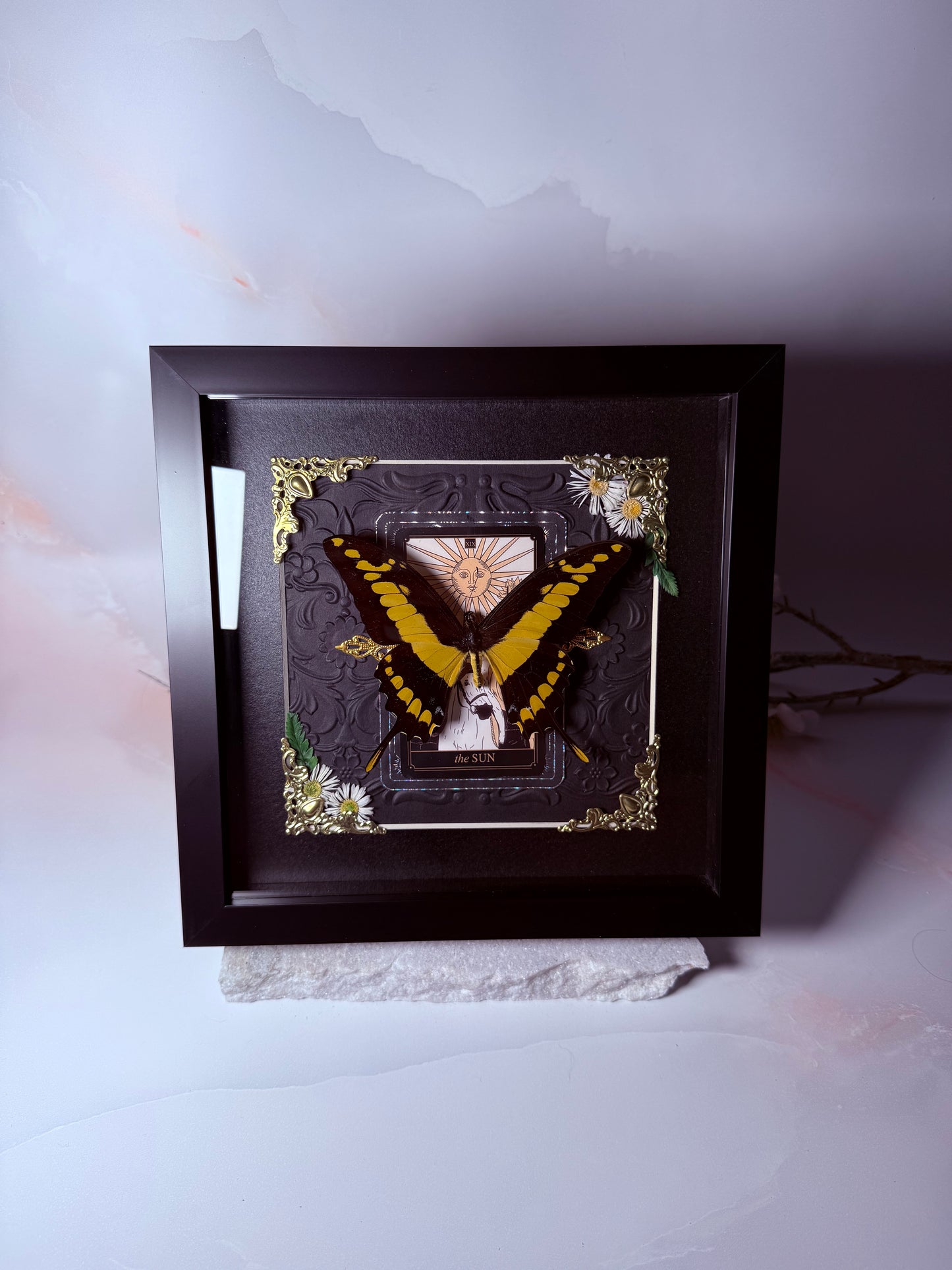 Papilio Thoas - The Sun