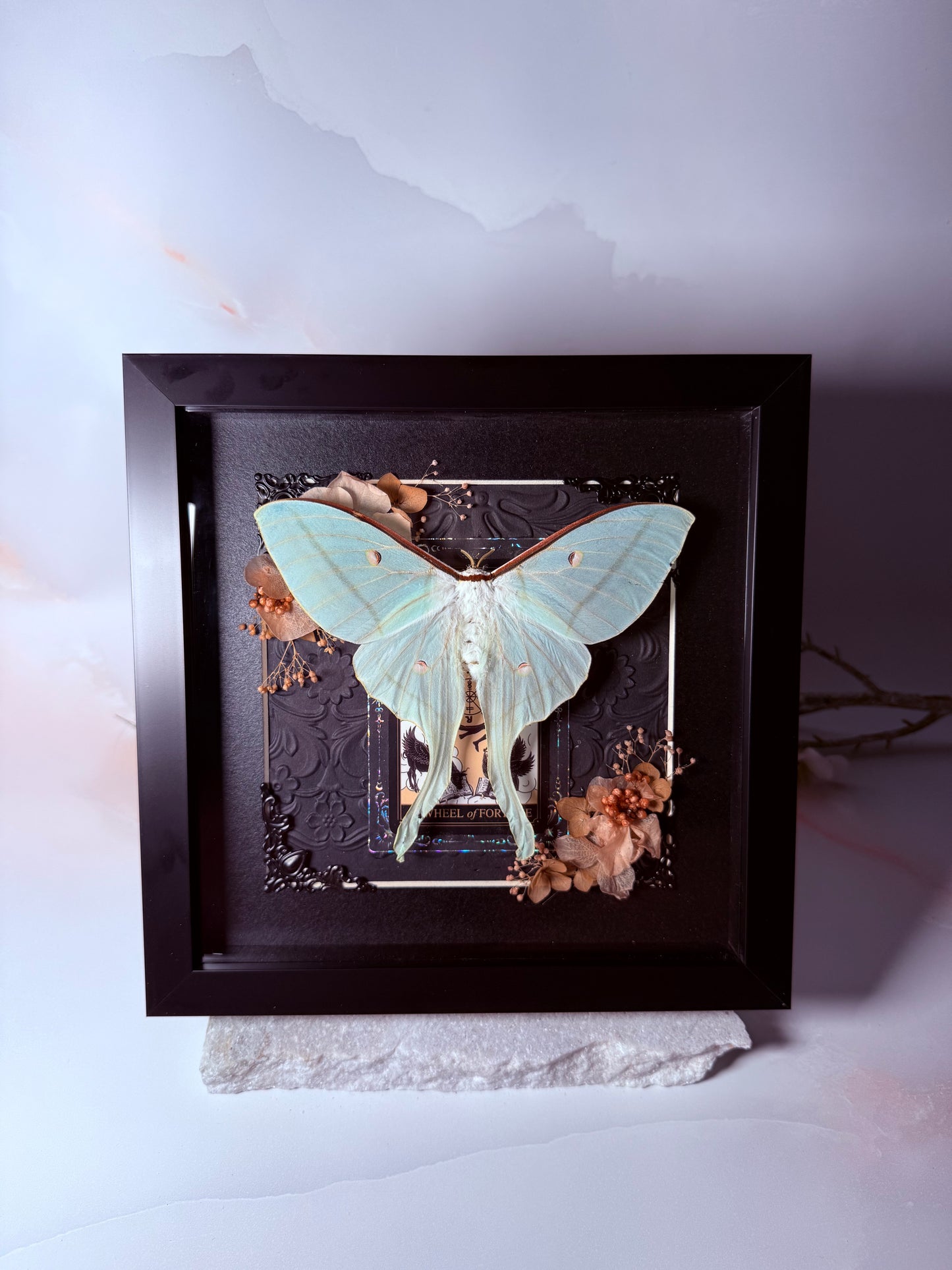 Actias Selene / Luna Moth - Wheel of Fortune