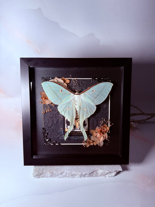 Actias Selene / Luna Moth - Wheel of Fortune