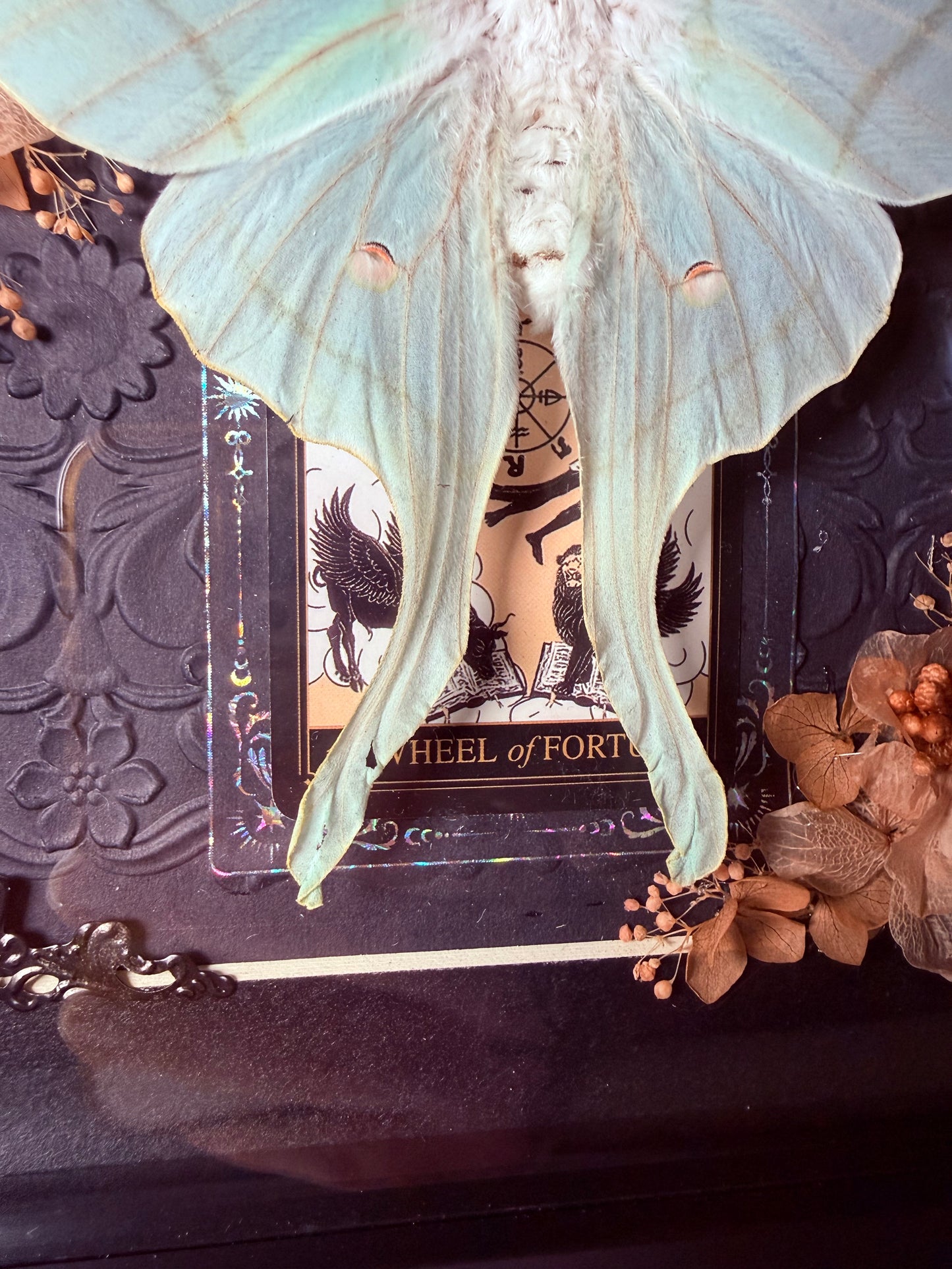 Actias Selene / Luna Moth - Wheel of Fortune
